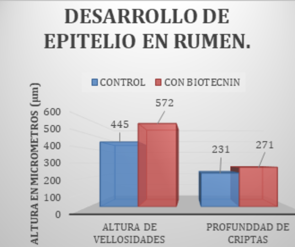 DESARROLLO DE EPITELIO EN RUMEN